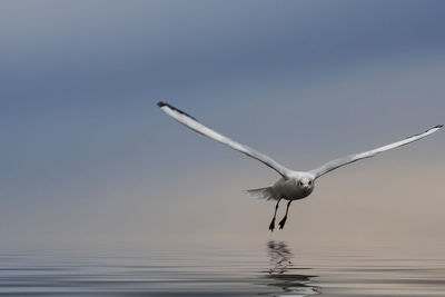 Seagull flying in the sky