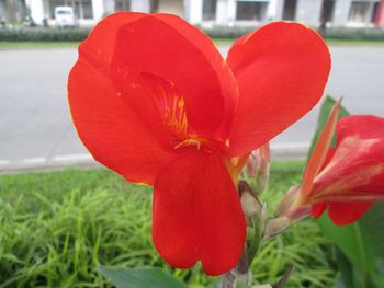 Close-up of red tulip blooming outdoors