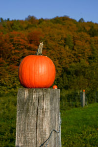Close-up of pumpkin on wooden post on field