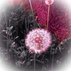 Close-up of cactus plant