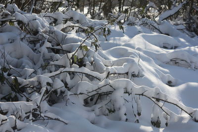 Snow covered land and trees