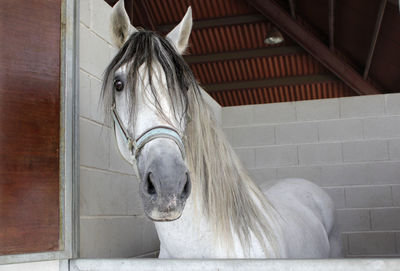 Beautiful white horse on stall. spanish purebred