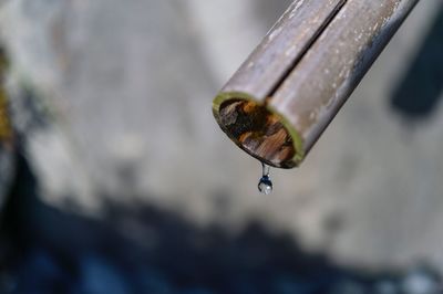 Close-up of water drop on leaf