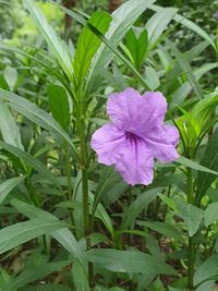 Close-up of purple flowering plant