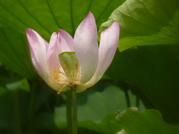 Close-up of lotus water lily