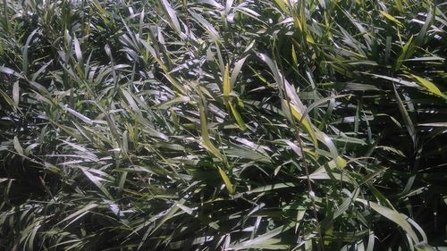 Full frame shot of fresh plants in field