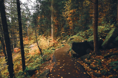 Trees in forest during autumn