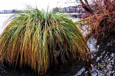 Close-up of fresh green plants in water