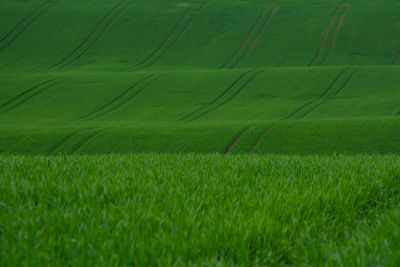 Full frame shot of green field