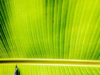 Full frame shot of palm tree leaves
