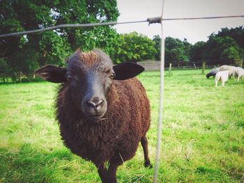 Sheep grazing on grassy field