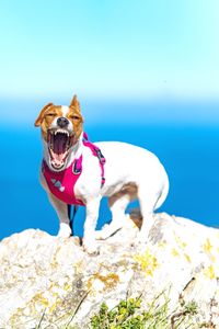 Dog standing on rock against blue sky