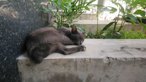 Cat relaxing on wall