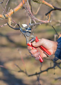 Cropped hand of man pruning branch with shears