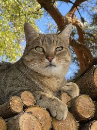 Portrait of a cat