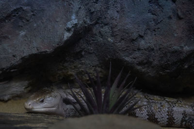 Close-up of crocodile in sea