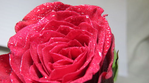 Close-up of wet red rose