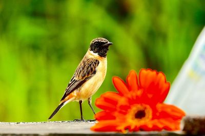 Close-up of bird perching on flower