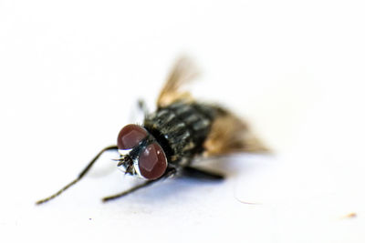 Close-up of fly on white background