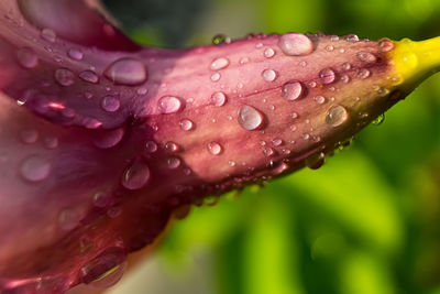 Close-up of wet purple flower