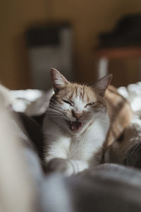 Close-up of cat relaxing on bed at home