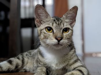 Close-up portrait of tabby cat