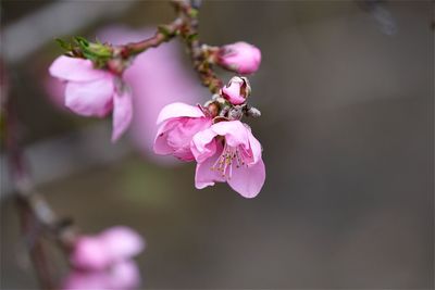 Close-up of pink flowers