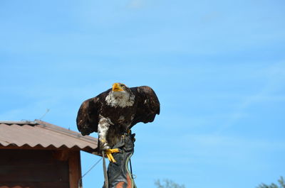 Low angle view of eagle perching on blue sky