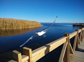 Bird perching on shore against clear blue sky