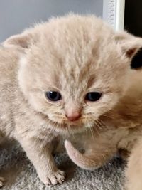 Close-up portrait of a cat