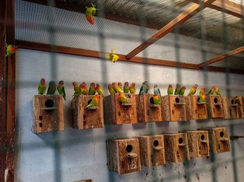 Close-up of various fruits hanging on metal wall