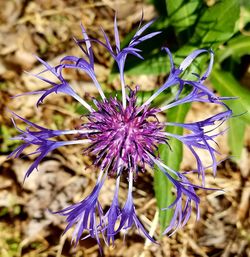 Close-up of purple flowers