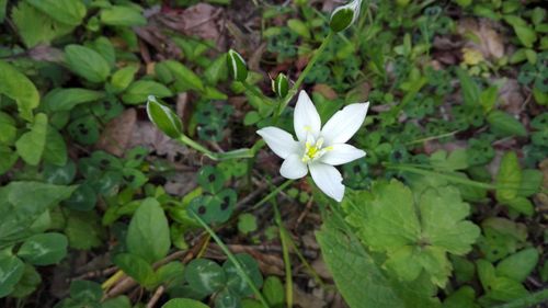 Close-up of white flowers blooming outdoors