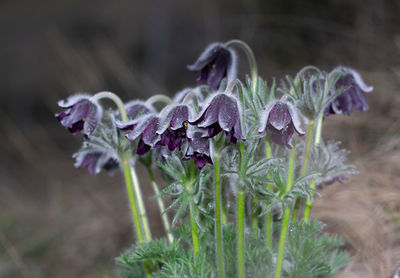 Close-up of purple flowering plant on field