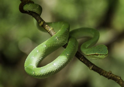 Close-up of green lizard on tree