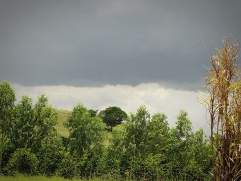 Low angle view of tree against sky