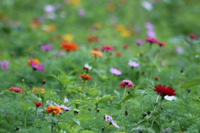 Close-up of red flowering plants on field