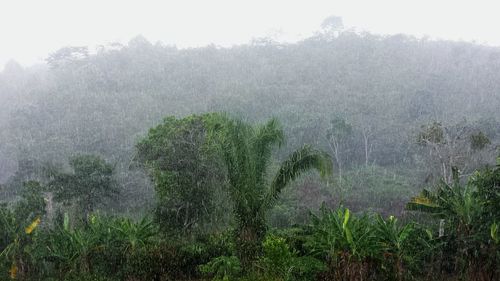 Raindrops on plants during rainy season