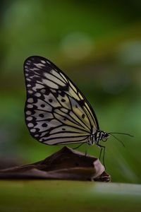 Close-up of butterfly