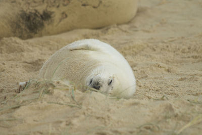 Close-up of animal lying on sand