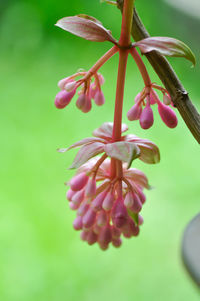 Close-up of pink flowering plant