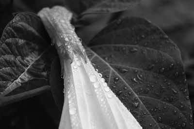 Close-up of raindrops on leaf