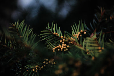 Close-up of pine tree