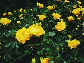 Close-up of yellow flowers blooming outdoors