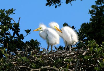 Low angle view of birds perching on plant against sky