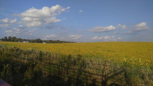 Scenic view of field against sky