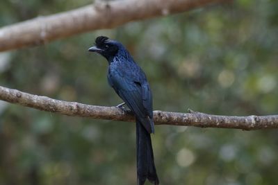 Close-up of bird perching on branch