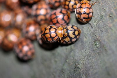 High angle view of insect