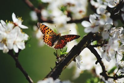 Close-up of butterfly pollinating on flower