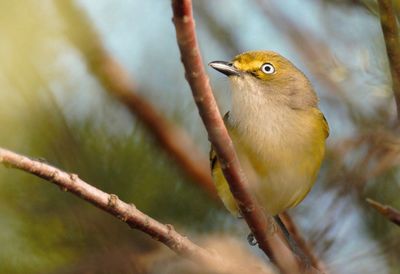 Close-up of bird perching on branch